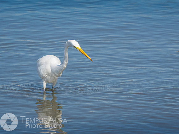 White Egret on Beach