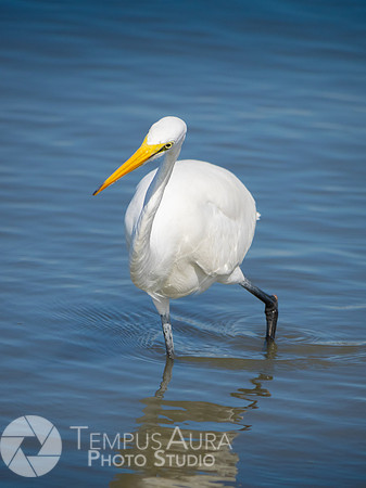 White Egret on Beach