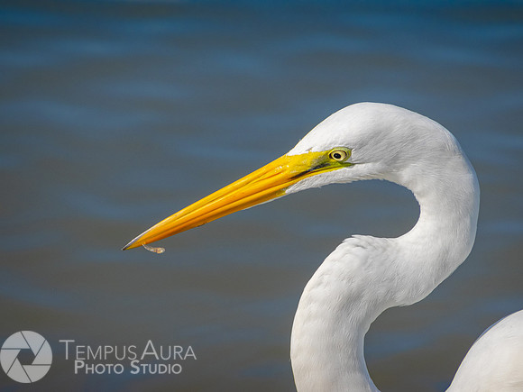 White Egret on Beach