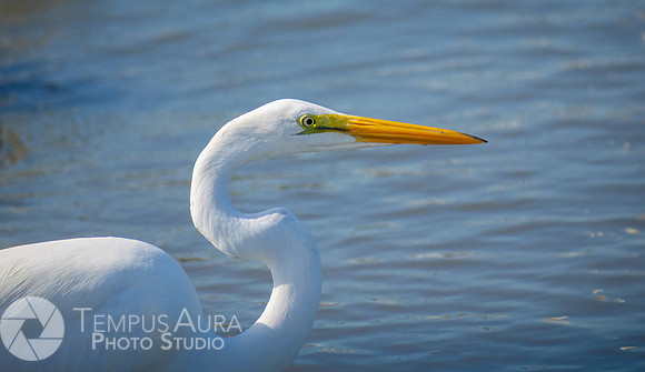 White Egret on Beach