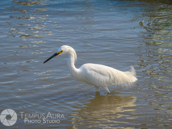 Snowy Egret on Beach