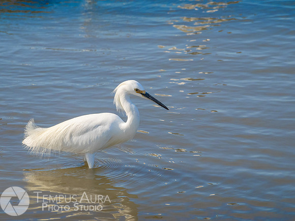 Snowy Egret on Beach