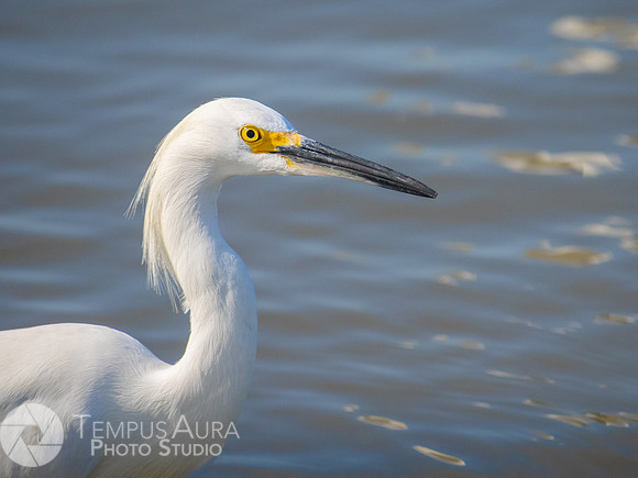 Snowy Egret on Beach