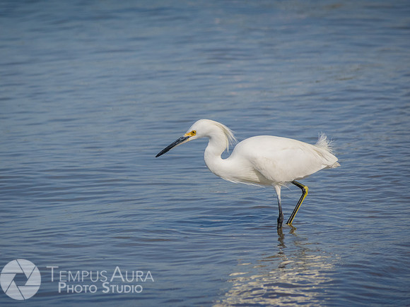 Snowy Egret on Beach