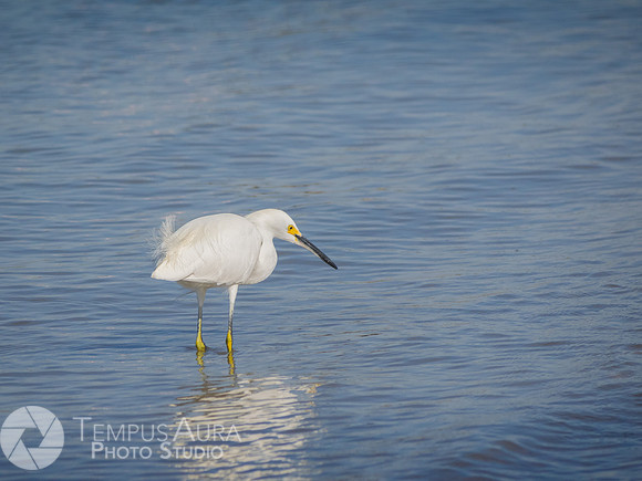Snowy Egret on Beach