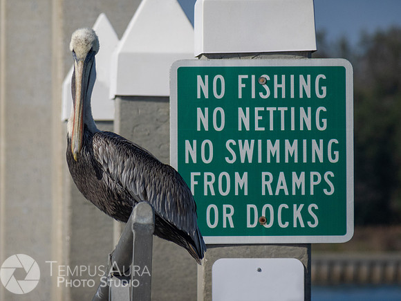 No FISHING - NO NETTIN - NO SWIMING Pelican in nature