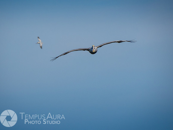 Pelican in nature