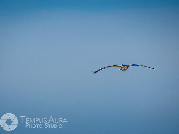 Pelican in nature