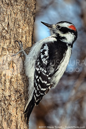 Downy Woodpecker / Pic mineur