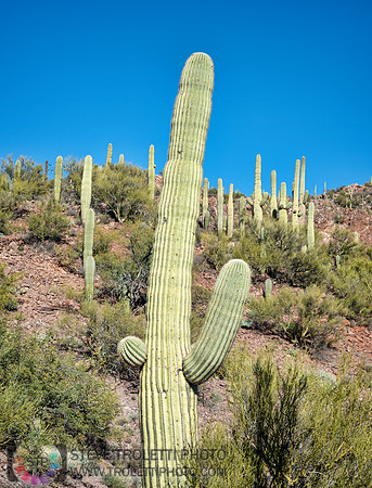 Saguaro Cactus Arizona