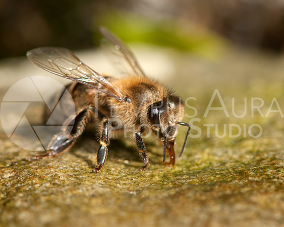 Bee / Abeille / Biene / Ape