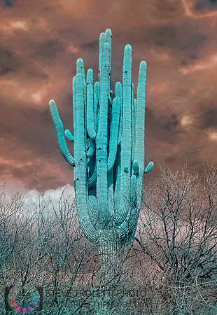 Saguaro Cactus - Arizona - INFRARED