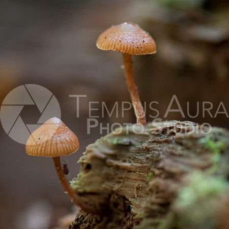 Swiss Mushrooms / Champignons Suisse
