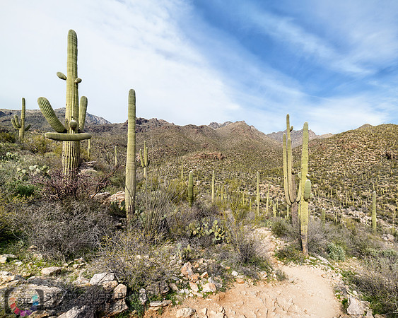Saguaro Cactus Arizona