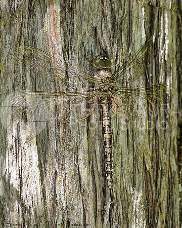 CAMO Dragonfly