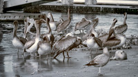 IR Pelicans at Mayport Boat Ramp