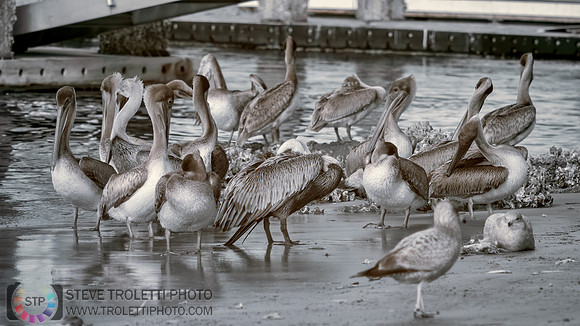 IR Pelicans at Mayport Boat Ramp