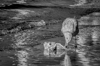 Skeleton Fish Beach - Infrared