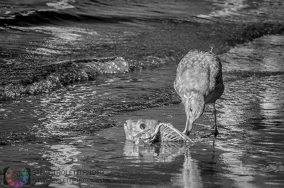 Skeleton Fish Beach - Infrared