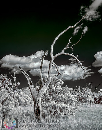 Dead Tree in a Florida Marsh - Infrared