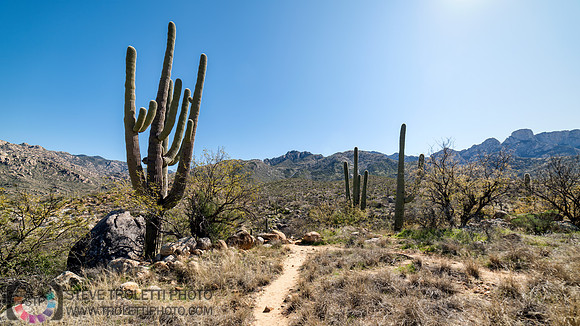 Saguaro Cactus Arizona