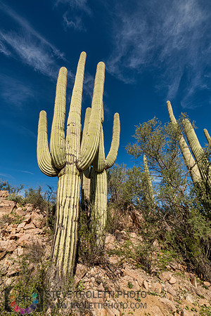 Saguaro Cactus Arizona