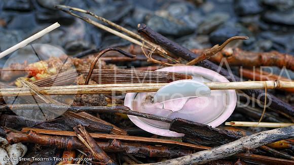 Trash Littering the banks of Montreal's Île-de-la-Visitation Nature Park