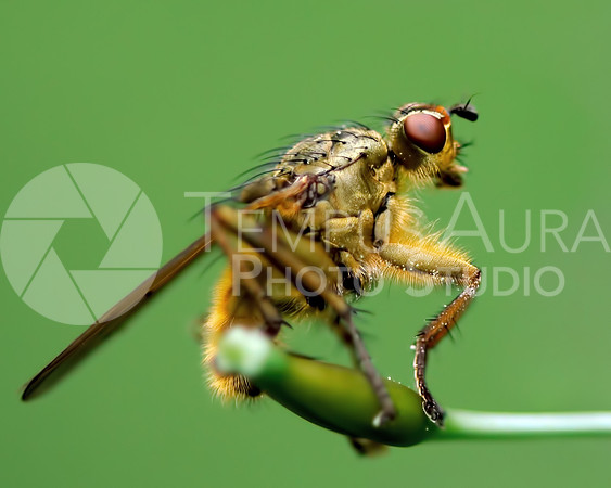 Golden Dung Fly on white flower bud / Mouche à merde