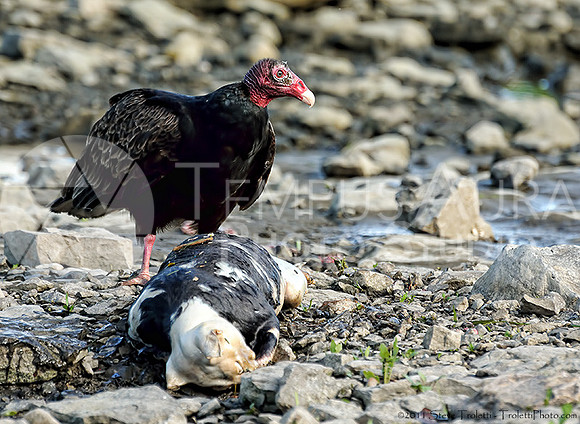 Turkey Vulture / Urubu à tête rouge
