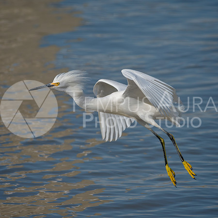 Snowy egret (Egretta thula)