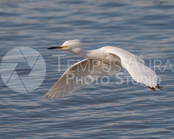 Snowy egret (Egretta thula)