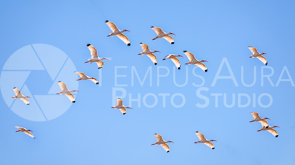 Flock of American white ibis