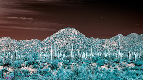 Saguaro Cactus - Arizona - INFRARED