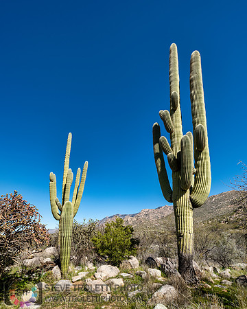 Saguaro Cactus Arizona