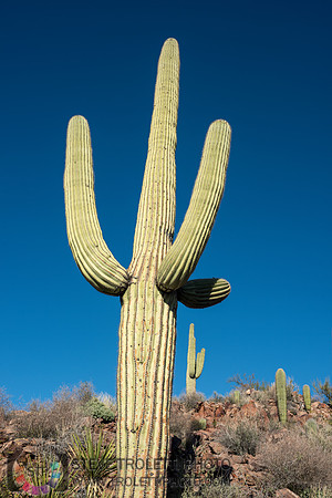 Saguaro Cactus Arizona
