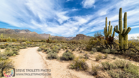 Saguaro Cactus Arizona
