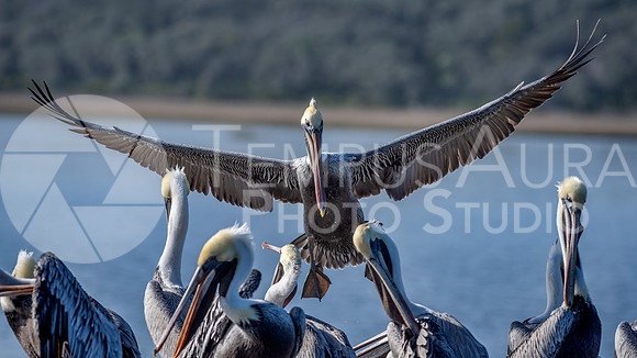 Brown pelican Landing
