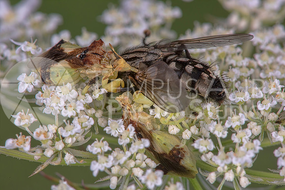 Ambush Bugs feeding on a fly