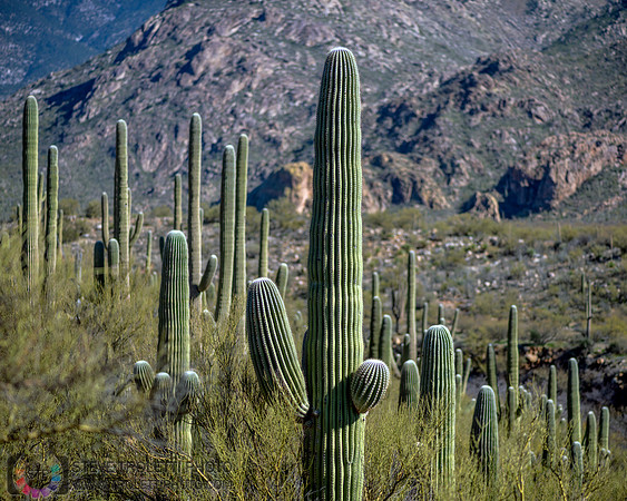 Saguaro Cactus Arizona