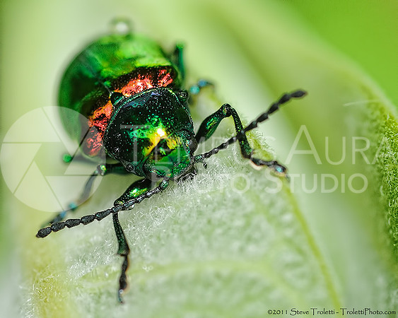 Dogbane Leaf Beetle (Chrysomelidae) / Chrysomelini (Chrysomélidés)