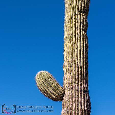 Saguaro Cactus Arizona