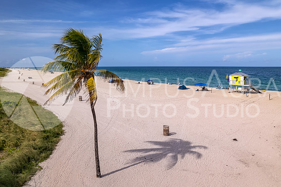Haulover Beach, Florida Palm Tree