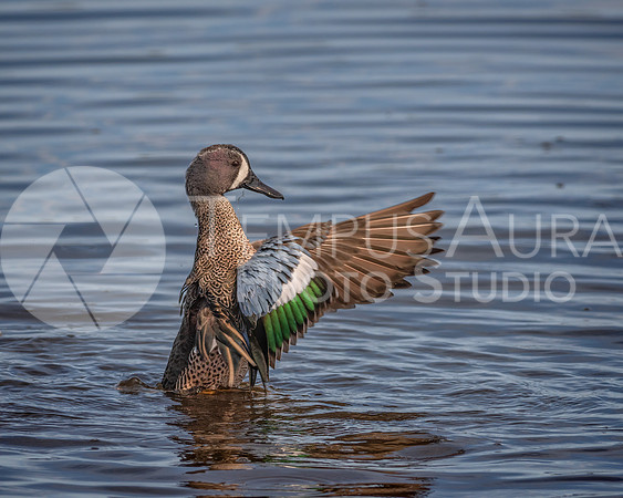 Blue-winged teal