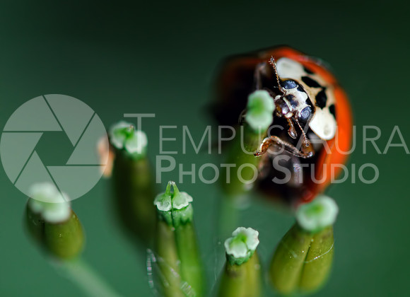 Coccinellidae - Ladybug / coccinellidés - Coccinelle