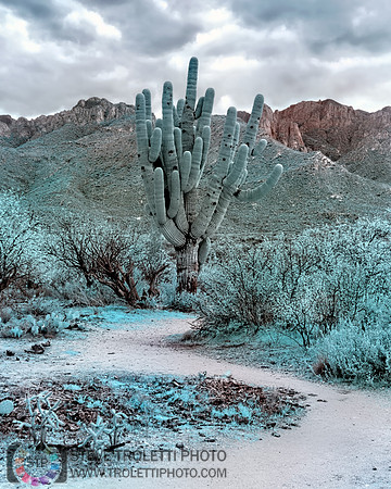 Saguaro Cactus - Arizona - INFRARED