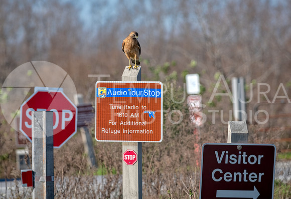 Red-shouldered hawk