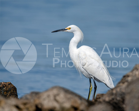 Snowy egret (Egretta thula)