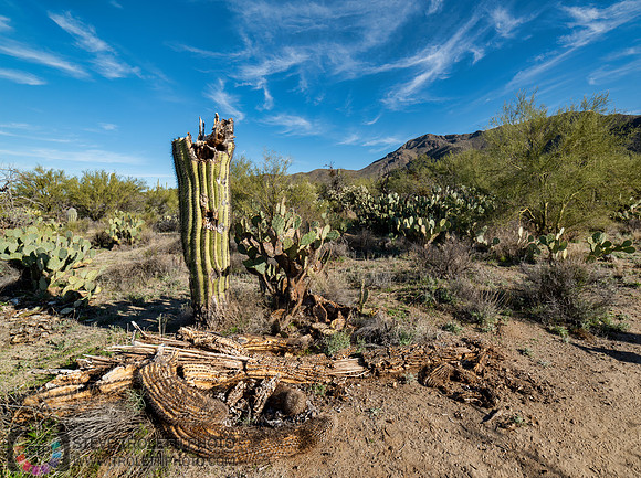Saguaro Cactus Arizona