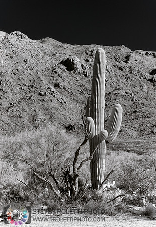 Saguaro Cactus - Arizona - INFRARED
