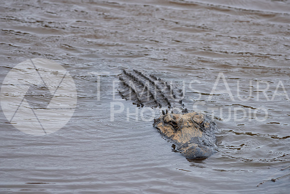 American Alligator